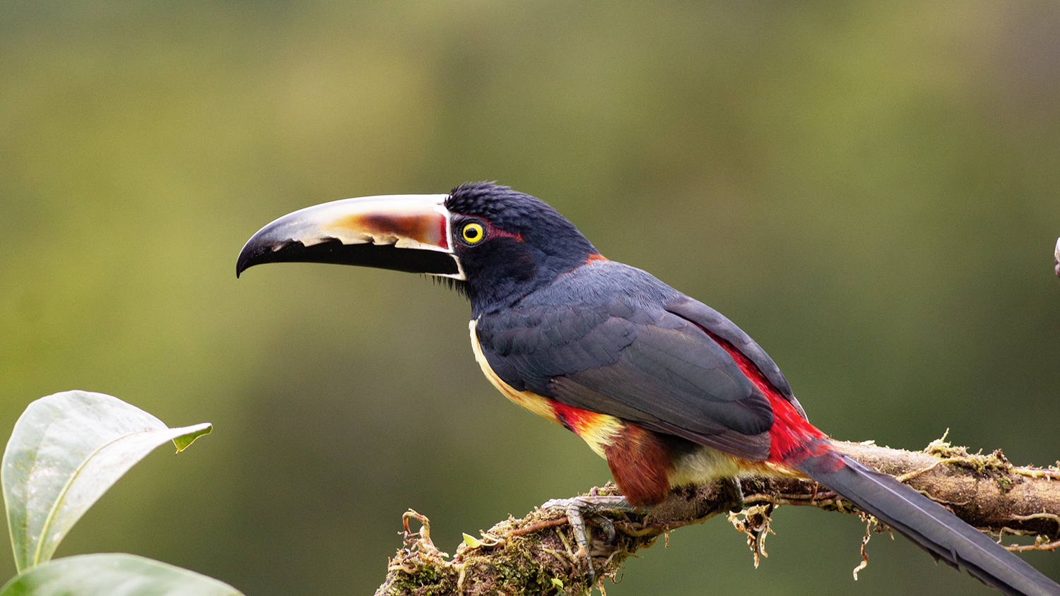 Collared Aracari